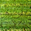SOLD Song of Grass