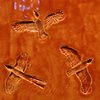 Creatures Palimpsests