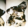 SOLD - Conquest - 2 views