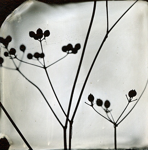 photogram, wet-plate collodion
