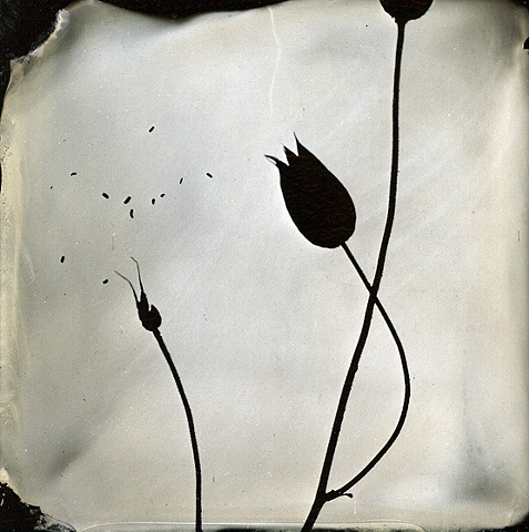 photogram, wet-plate collodion