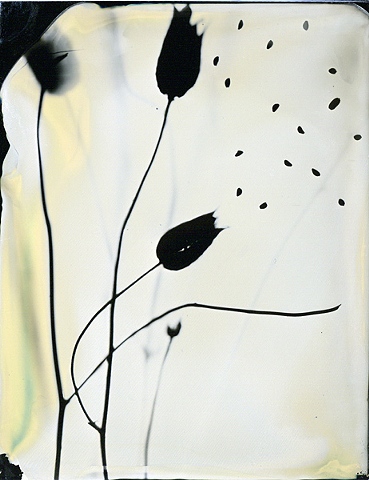 Splash Image