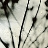 Untitled: Amber Coriander Studies No.2