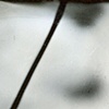 Untitled: Amber Basil Studies No.3