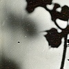 Untitled: Amber Basil Studies No.1