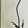 Untitled: Amber Chamomile Studies No.1
