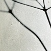 Untitled: Amber Dill Studies No.1