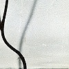 Untitled: Amber Columbine Studies No.5