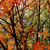 TREES