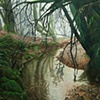 laurel dell in fog