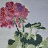 Windowsill Geranium