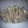 Petrified wood from Java