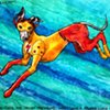 Kid Flash Italian Greyhound