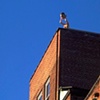 Headlong (from street)