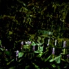 Swamp