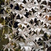 Floralace