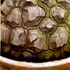 Elephant foot palm
