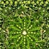 Mirliton Mandala