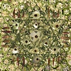 Okra Mandala