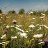 wild flowers