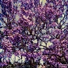 Jacaranda Tree