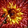 Flower of the Sun