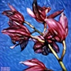 Orchids