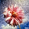 Snow Dahlia
