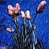 Pink Tulips