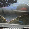 TV Screen Paintings