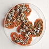 Jasmyne Graybill
Unknown Specimens
Petri dishes, polymer clay, latex
3 &frac12;  diameter (each)
