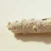 Jasmyne Graybill
Stubbleneck Barnacles  
Polymer clay, razor
5 x 1 &frac12;
 