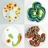 Jasmyne Graybill
Unknown Specimens
Petri dishes, polymer clay, latex
3 &frac12;  diameter (each)
