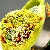 Jasmyne Graybill
Soap-Cracked Fan-Tail
Drain stop, polymer clay
4 x 3 x 3
