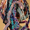 Discomedusa 2 (detail)