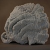 Shell (view 4)