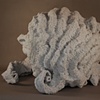 Shell (view 3)