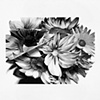 Christina Empedocles
Sunflowers