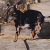 Nude Descending a Staircase (Toby Chihuahua)
