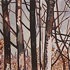 Empty Forest