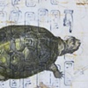 A Turtle Named Rush