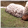 Double LLamas