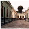 Mushroom Cloud Tree, Baranco, Lima, Peru