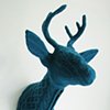 Teal Buck