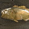 "rockfish" show