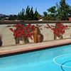 Pool Mural