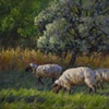 Russian Olive