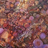 Jellyfish, Coelacanth