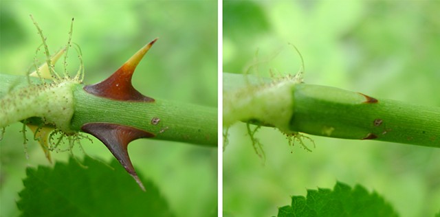 Picking Thorns