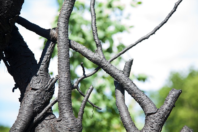 See the Forest (for the trees)